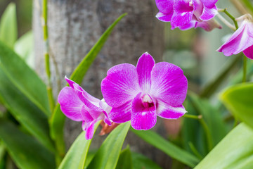 selective focus purple orchid in garden