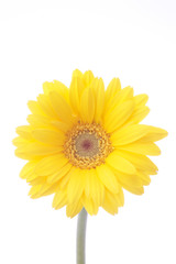 Naklejka premium ガーベラ 