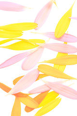 ガーベラの花びら
