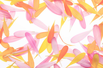 ガーベラの花びら
