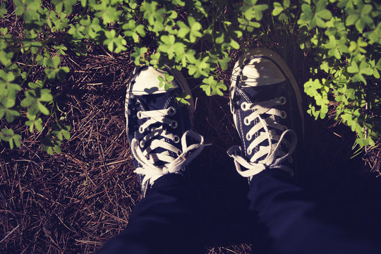 Top View Of Sneakers Shoes Over Pine And Clover Needles.