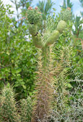 Lot of cacti in national park.
