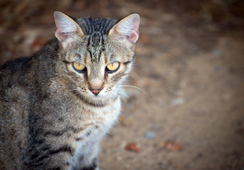 Portrait of dirty stray feral cat outdoors.