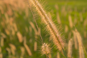 Soft shot of setaria grass with green background in sunlight,worm tone image.
