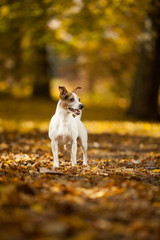 Adorable jack russell terrier in autumn