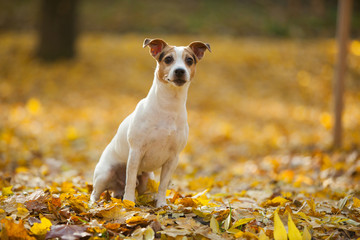 Beautiful jack russell terrier in autumn