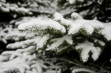 The first Snow fell on the branch to eat