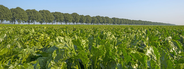 Turnip growing on a field in summer 