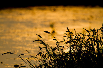 Silhouette of grass flowers against blurred golden background du