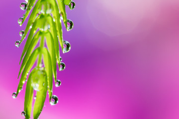 Soft focus of droplets on green leaf with sweet blurred pink bac