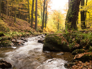 Magic autumn river and forest