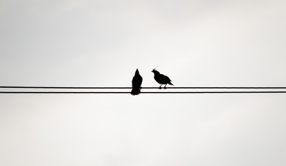 Two silhouette birds on the electricity cable on white backgroun