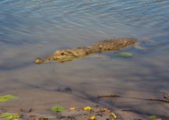 Sacred crocodile, Burkina Faso