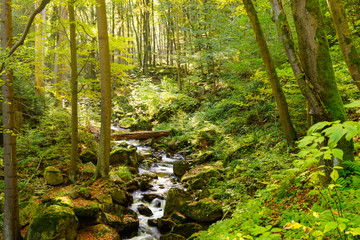 Magic forest with small river
