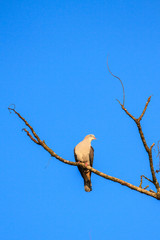 mountain imperial pigeon
