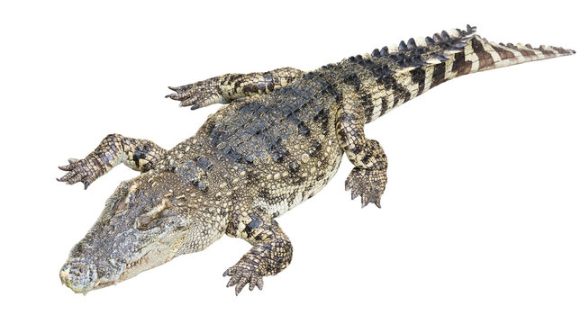 Full Body of Crocodile Isolated on White Background