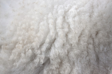 Wool