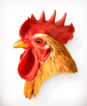 Rooster head, realistic vector illustration