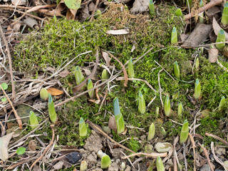 First signs of spring, daffodil bulb shoots outdoors in garden.
