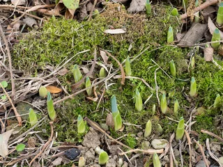 No drill roller blinds Narcissus First signs of spring, daffodil bulb shoots outdoors in garden.