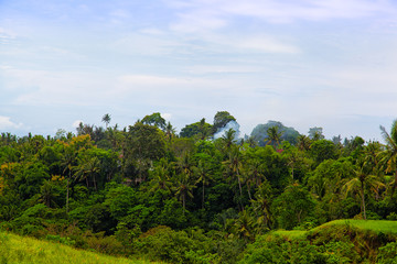 Naklejka premium tropical jungle on the island of Bali, Indonesia