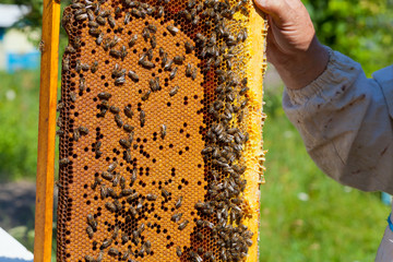 Frames with cells in the hands of beekeepers in the apiary