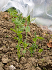 Peas growing in garden under protection. Vegetable gardening.