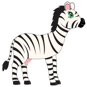 Animal zebra on white background