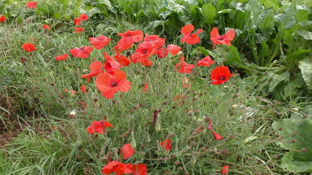Delicate Red Poppies growing at the side of a field