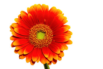 One Gerber flower isolated on white