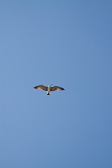 Seagull flying