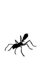 ant2 