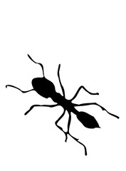 ant 