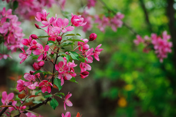 weigela florida flowering bush in spring garden, decorative shrub with rich pink flowers.