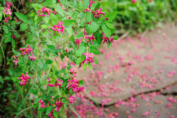 weigela florida flowering bush in spring garden, decorative shrub with rich pink flowers.