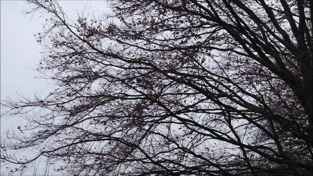 Starker Wind bl&auml;st durch kahle &Auml;ste im Sp&auml;therbst