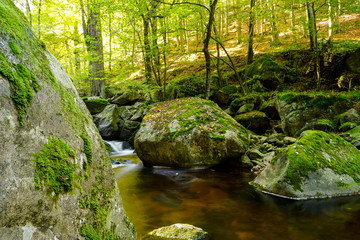 Magic Harz landscape in autum