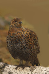  	Black Grouse (Tetrao tetrix) female, Germany