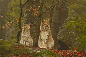 Eurasian Lynx (Lynx lynx)