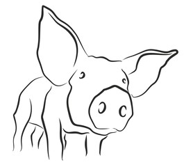 Sketch of a pig. 