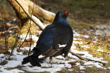  	Black Grouse (Tetrao tetrix) male in the snow, Germany