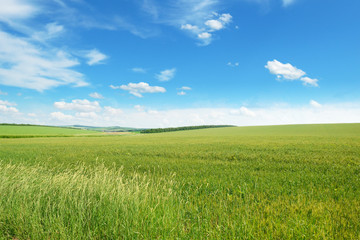 spring meadow and blue sky