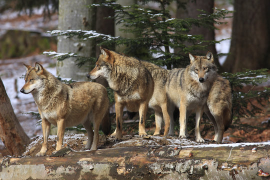 Fototapeta EUROPEAN WOLF, canis lupus