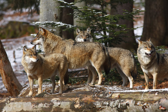 EUROPEAN WOLF, canis lupus