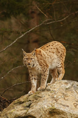 Fototapeta premium Eurasian Lynx (Lynx lynx)