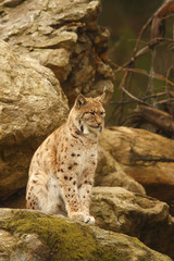 Eurasian Lynx (Lynx lynx)
