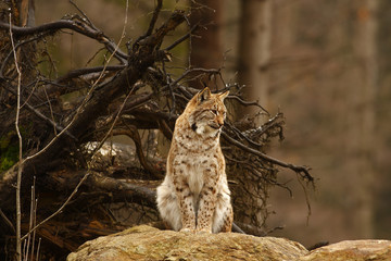 Eurasian Lynx (Lynx lynx)