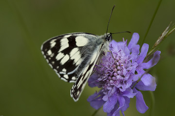 Schmetterling