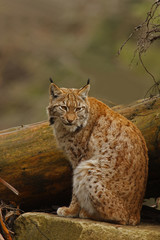 Naklejka na ściany i meble Eurasian Lynx (Lynx lynx)