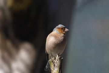Common chaffinch (Fringilla coelebs),